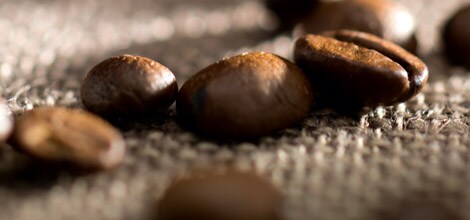 Il existe plus de 50 espèces de café