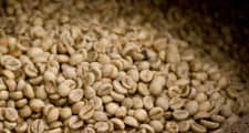 Les grains des cerises de café rouges sont extraits et séchés