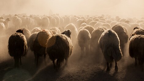 Plus besoin de compter les moutons, retrouvez des nuits calmes et reposantes